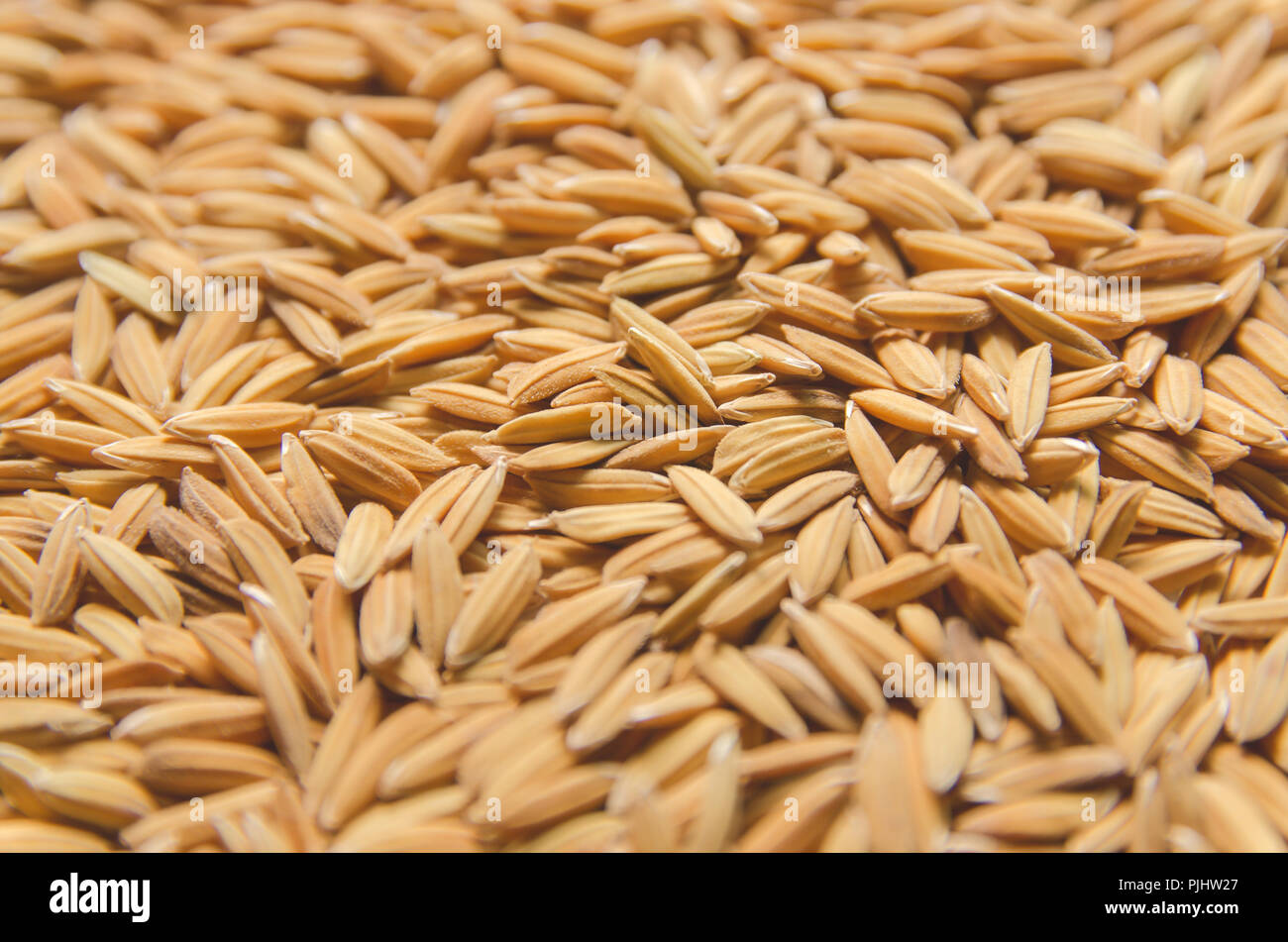 Top view of paddy rice and rice seed on the floor, Background and ...
