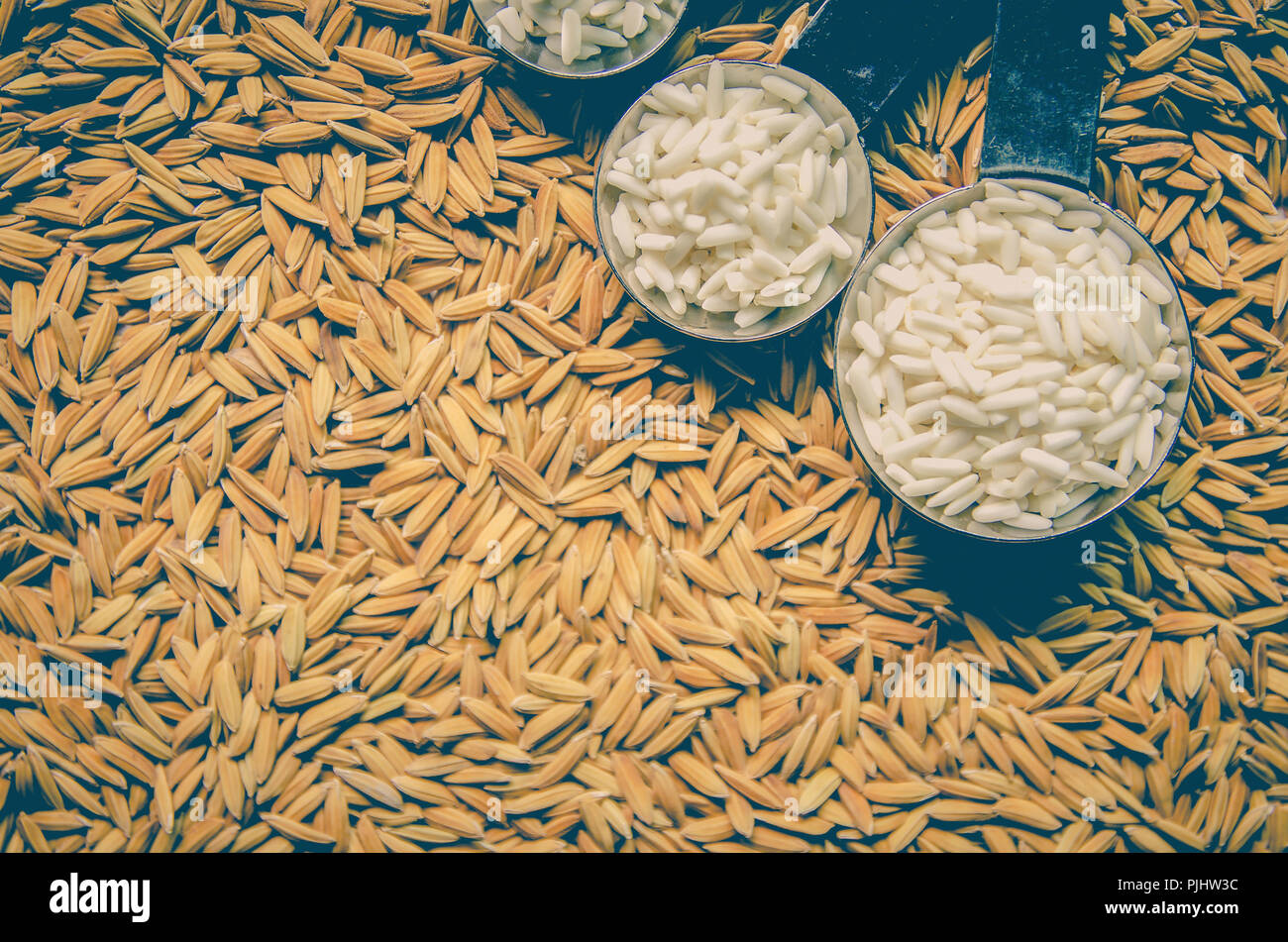 Top view of paddy rice and rice seed on the floor, Background and ...