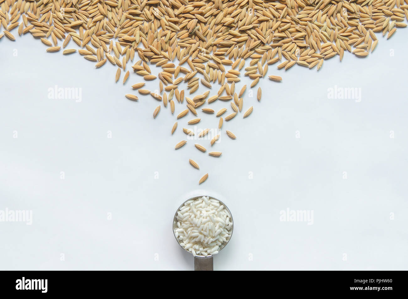 Top view of paddy rice and rice seed on the white background