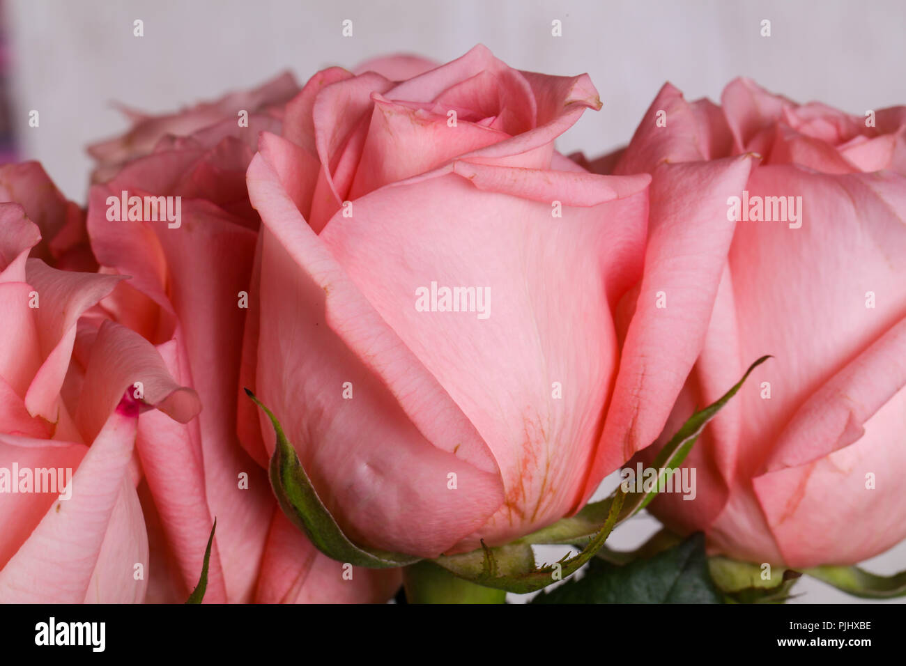 Pink roses bouquet isolated on white background Stock Photo - Alamy