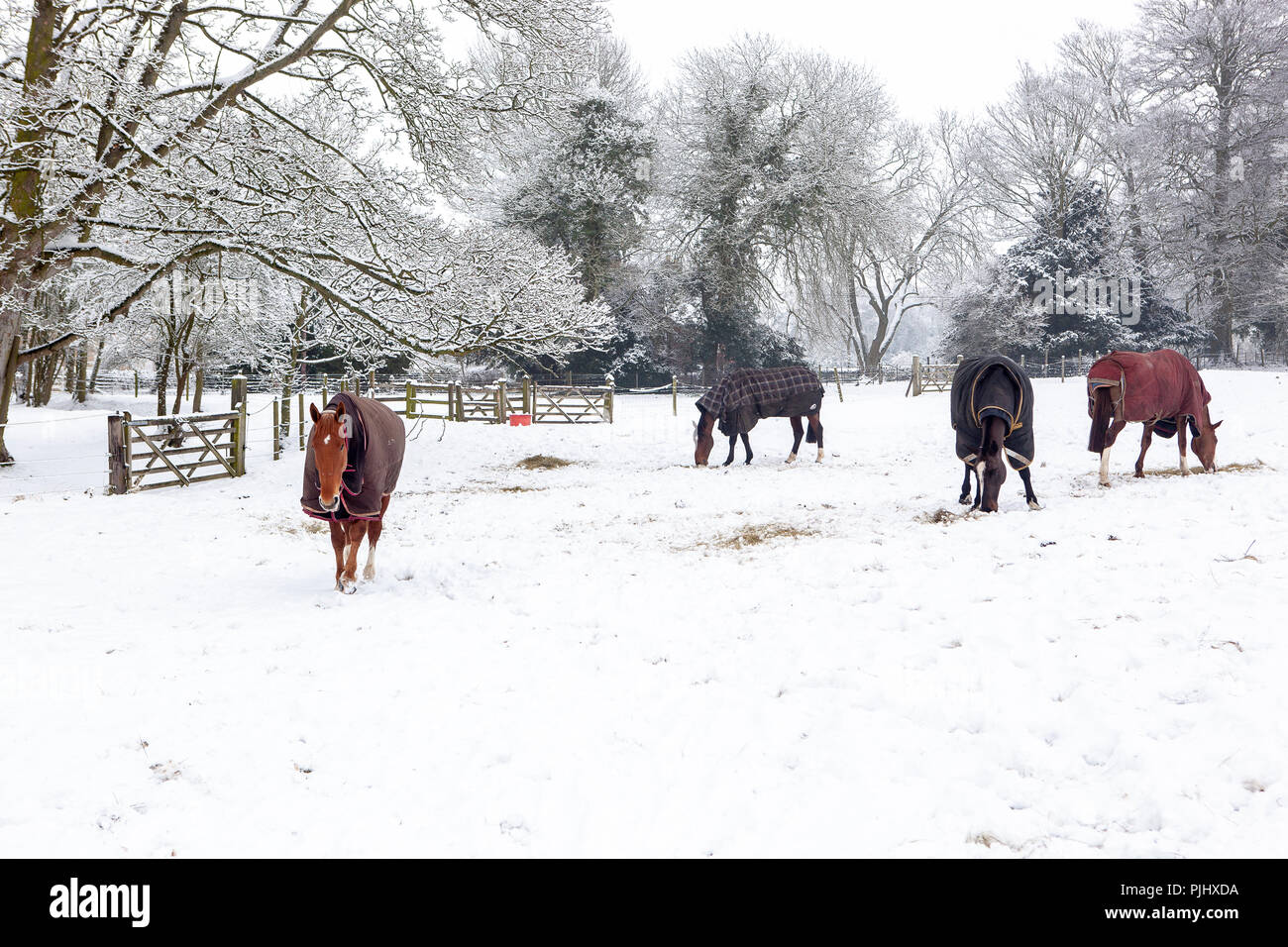 Horses with Winter Coats in Snow Covered Paddock Winter Landscape Uk Stock Photo