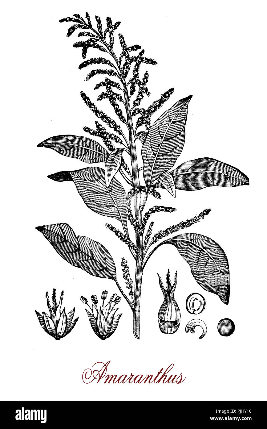Vintage engraving of Amaranth, plant with purple inflorescence cultivated as ornamental and for rich of vitamins food, leaf vegetable and seeds. Stock Photo