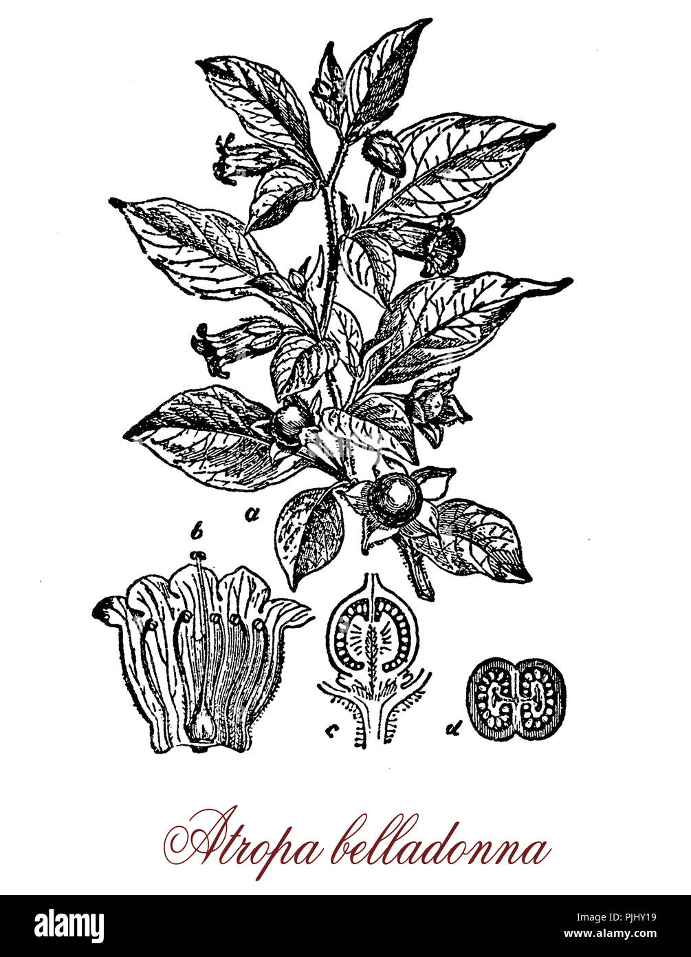 Vintage engraving of Belladonna or deadly nightshade is a herbaceous plant widely distributed. Leaves and berries are extremely toxic. in the past it was used as medicine, cosmetic and poison. Stock Photo