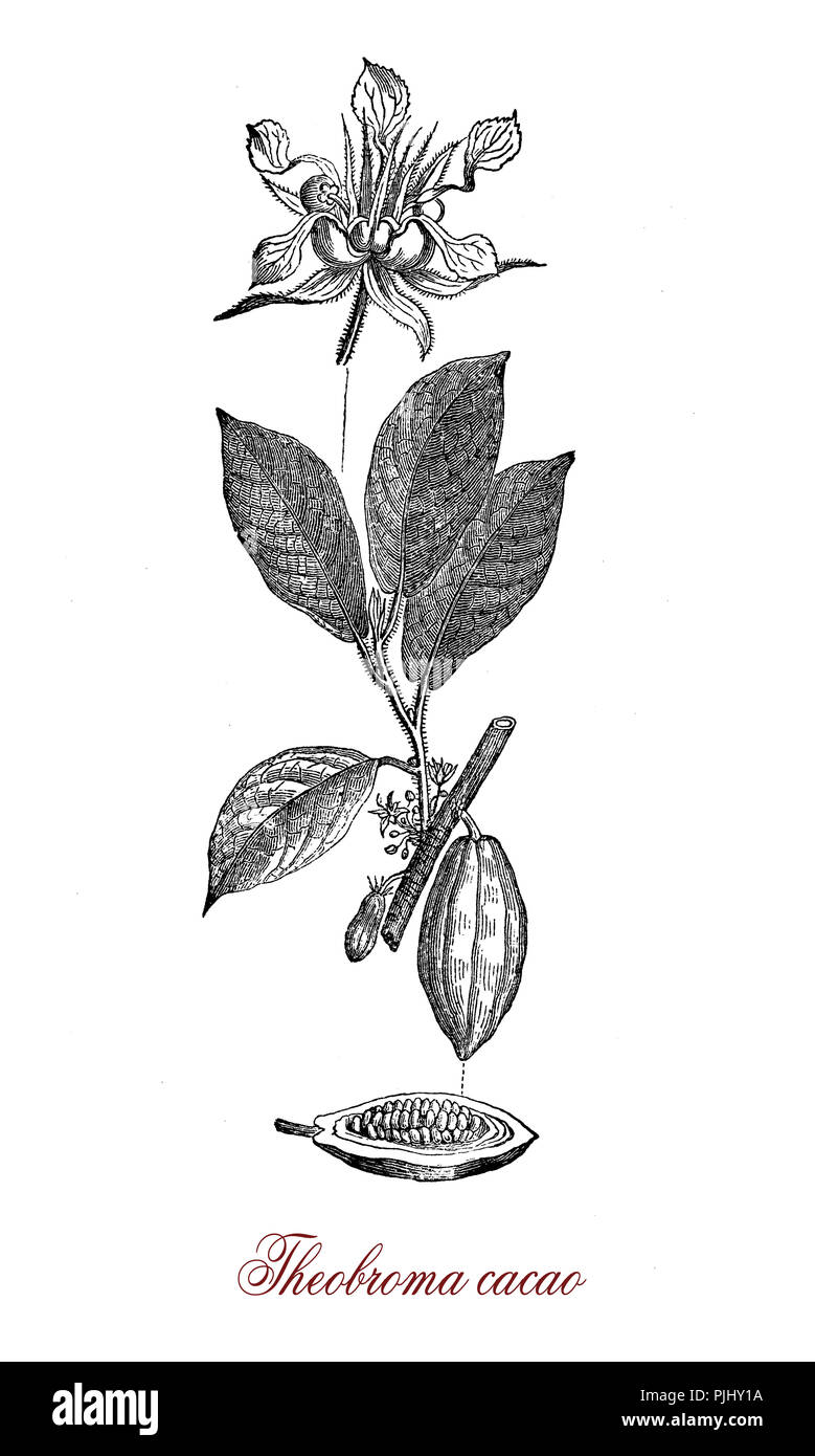 Vintage engraving of  cacao bean, flower and cacao tree botanical morphology.Its seeds,cacao beans, are used to make cacao mass, cacao powder, and chocolate. Stock Photo