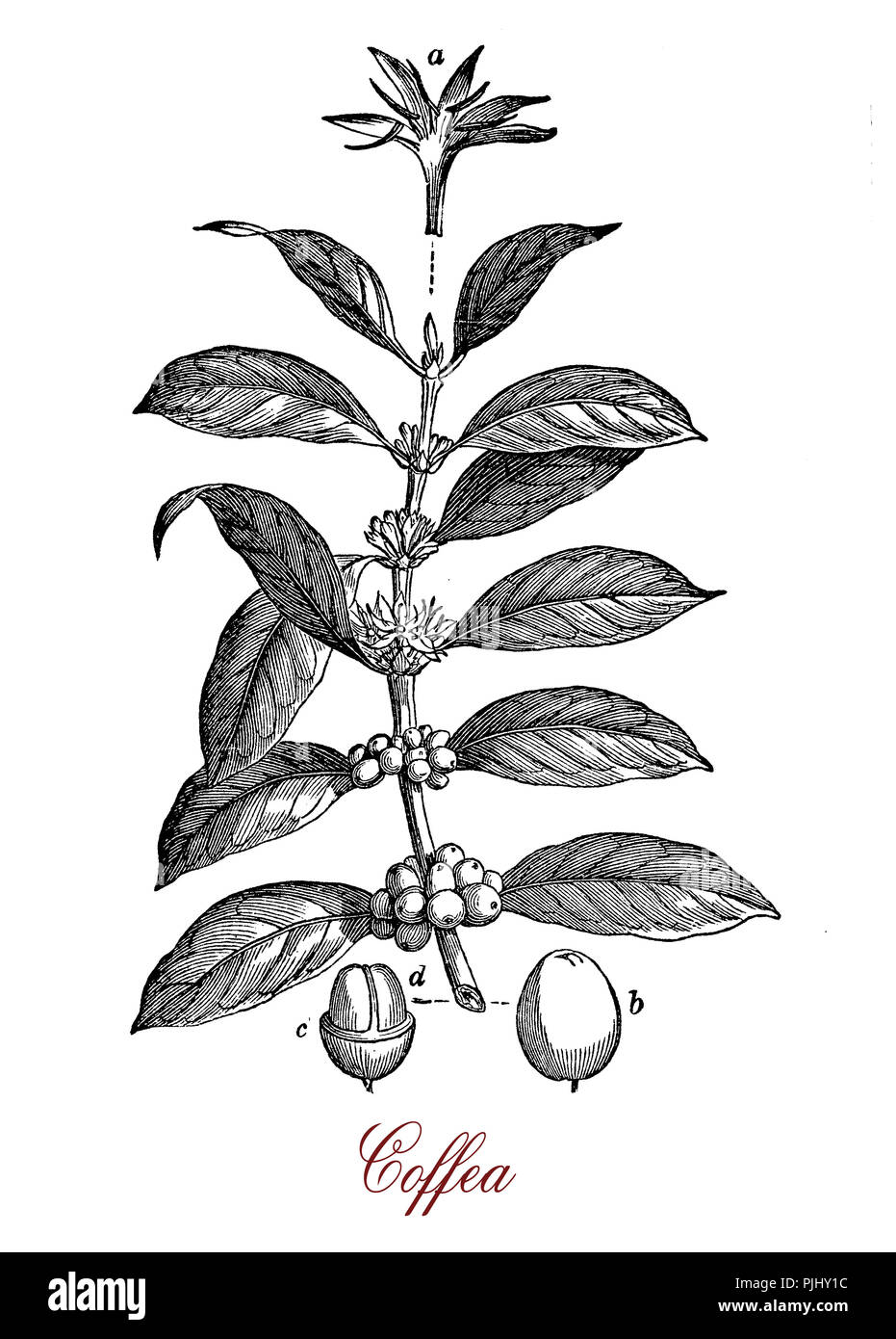 Vintage print of Coffea coffee plant botanical morphology:  leaves, flowers and berries containing 2 coffee beans each. Stock Photo