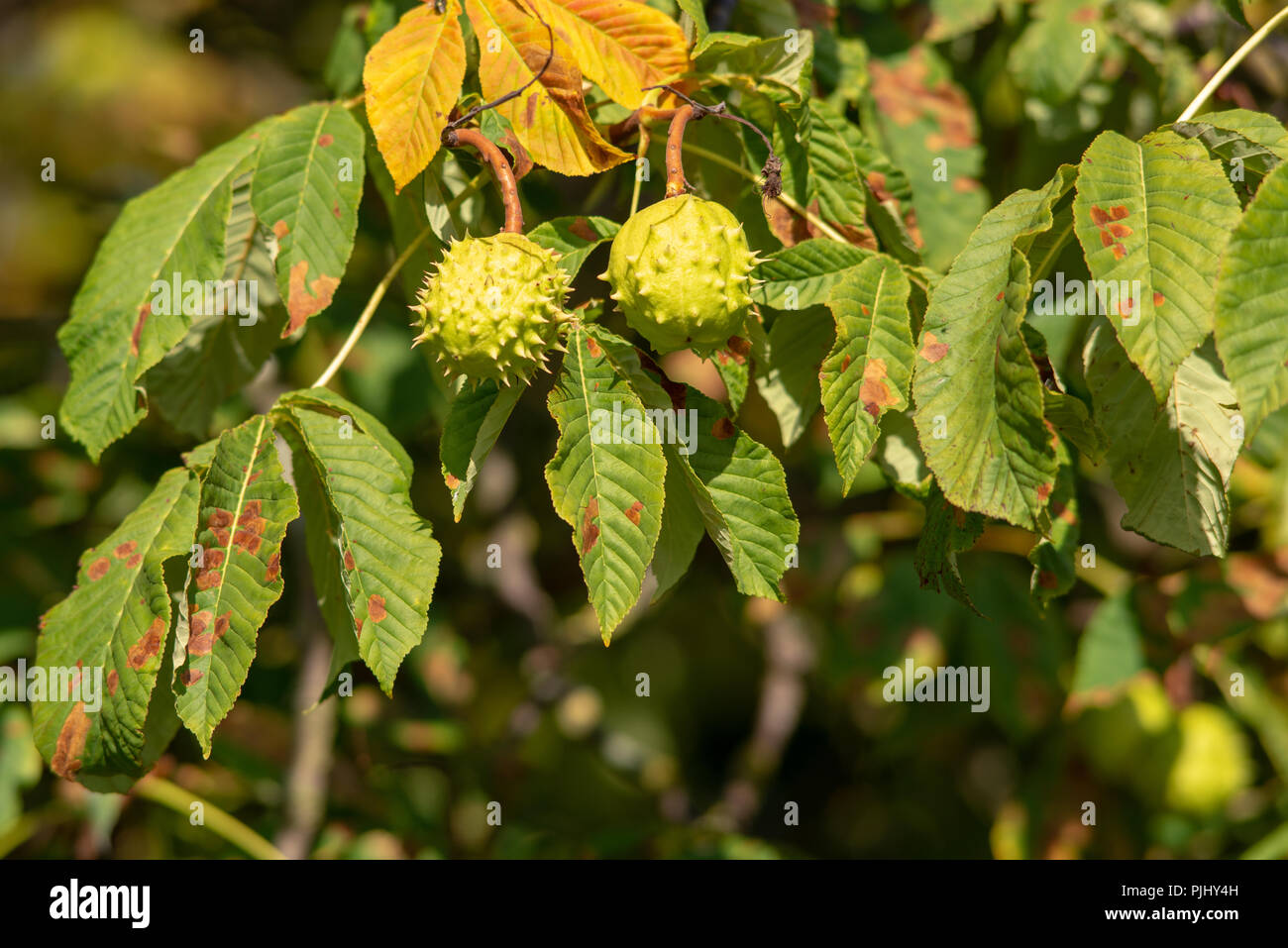 Close Up Of Horse Chestnut Fruit Or Conkers Just Before They Ripen In close-up-of-horse-chestnut-fruit-or-conkers-just-before-they-ripen-in