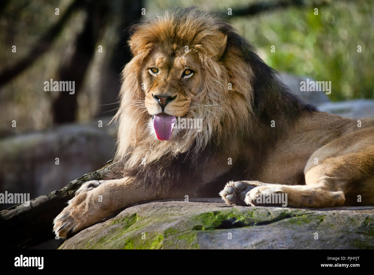 Lion laying down on a rock with his tongue sticking out Stock Photo