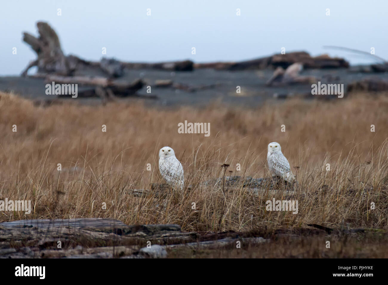 Two snowy owls on logs in the dry grass Stock Photo