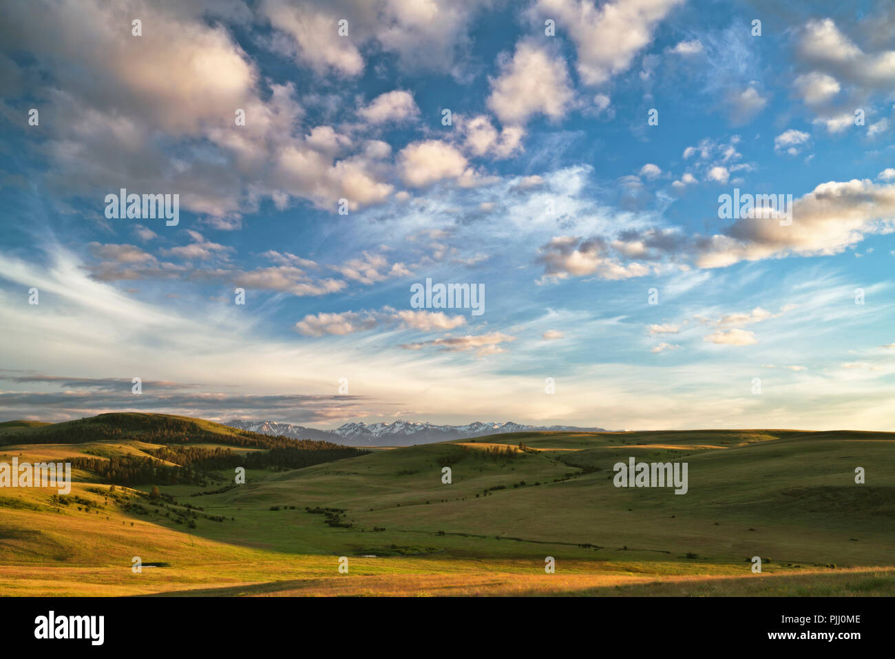 Oregon Prairie Blooming spring wildflowers carpet the Zumwalt Prairie and the distant ...
