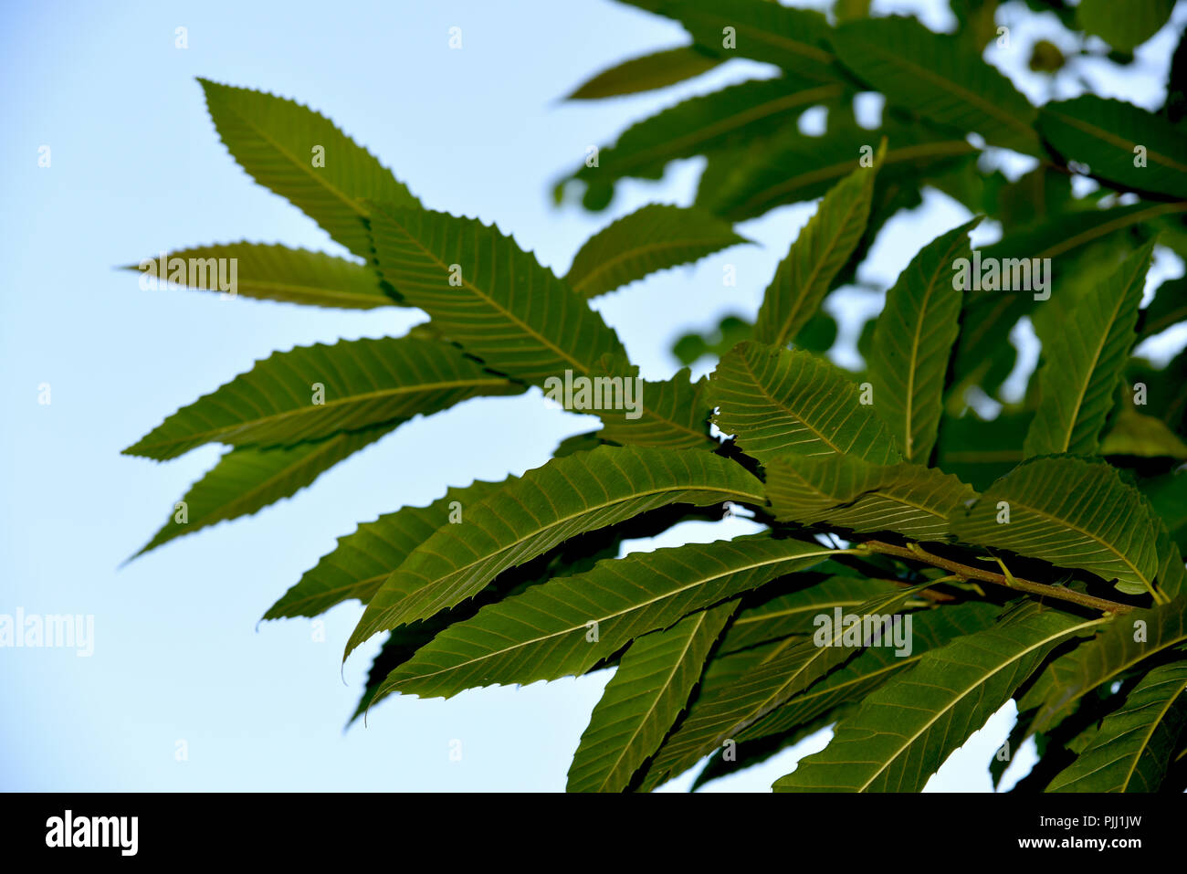 Plant With Jagged Leaves High Resolution Stock Photography and Images