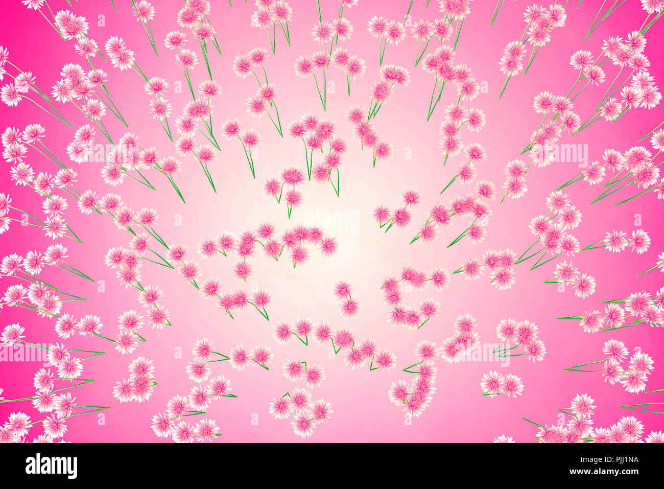 x-ray image of a flower  isolated on pink, the Dahlia 3d illustration Stock Photo