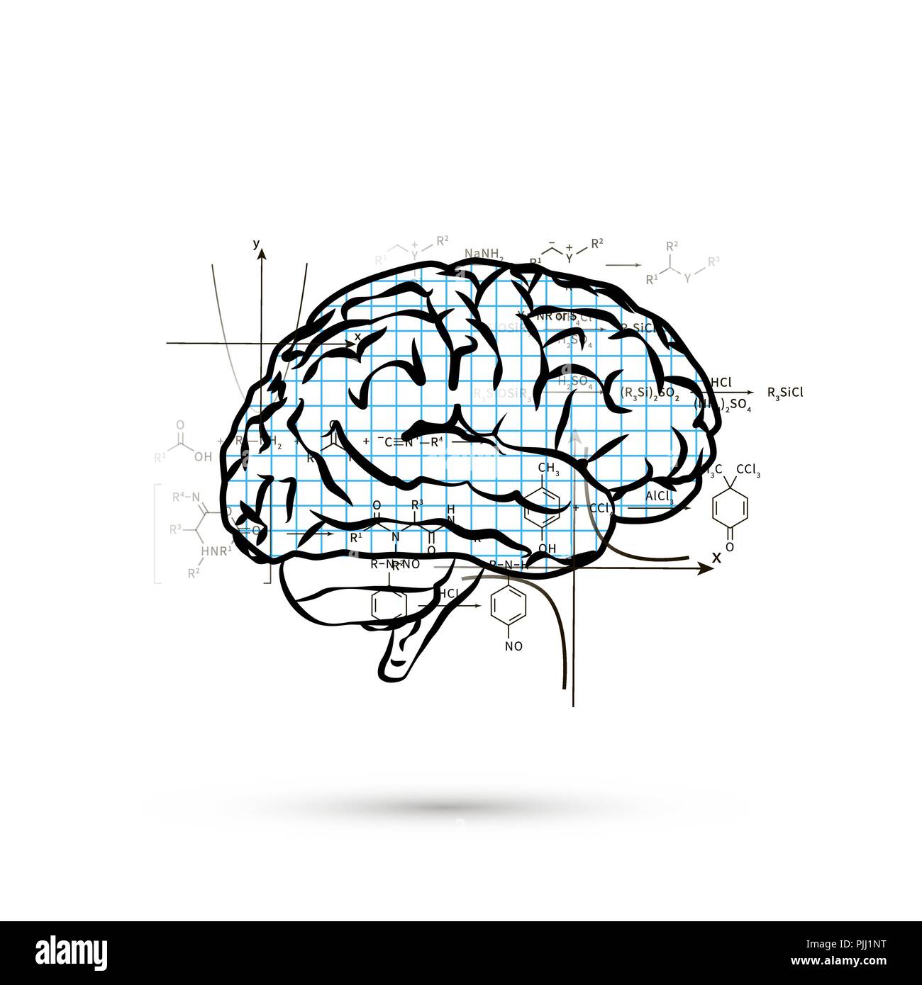 Draw the diagram of human brain. Explain its functions.