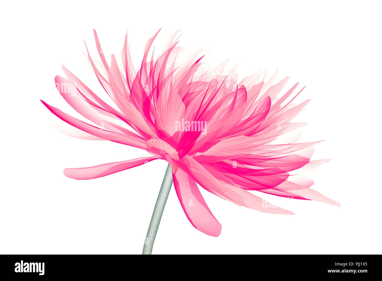 x-ray image of a flower  isolated on white, the Dahlia 3d illustration Stock Photo