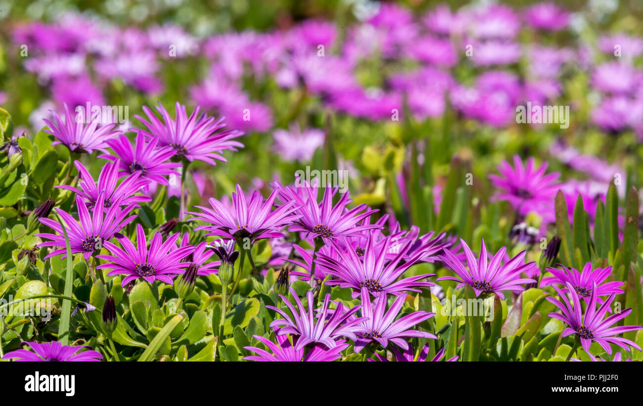Purple Flowers In Spring Stock Photo - Alamy