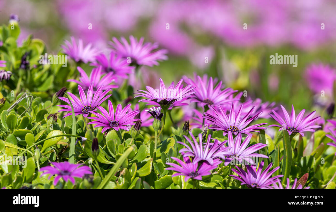 Purple Flowers In Spring Stock Photo - Alamy