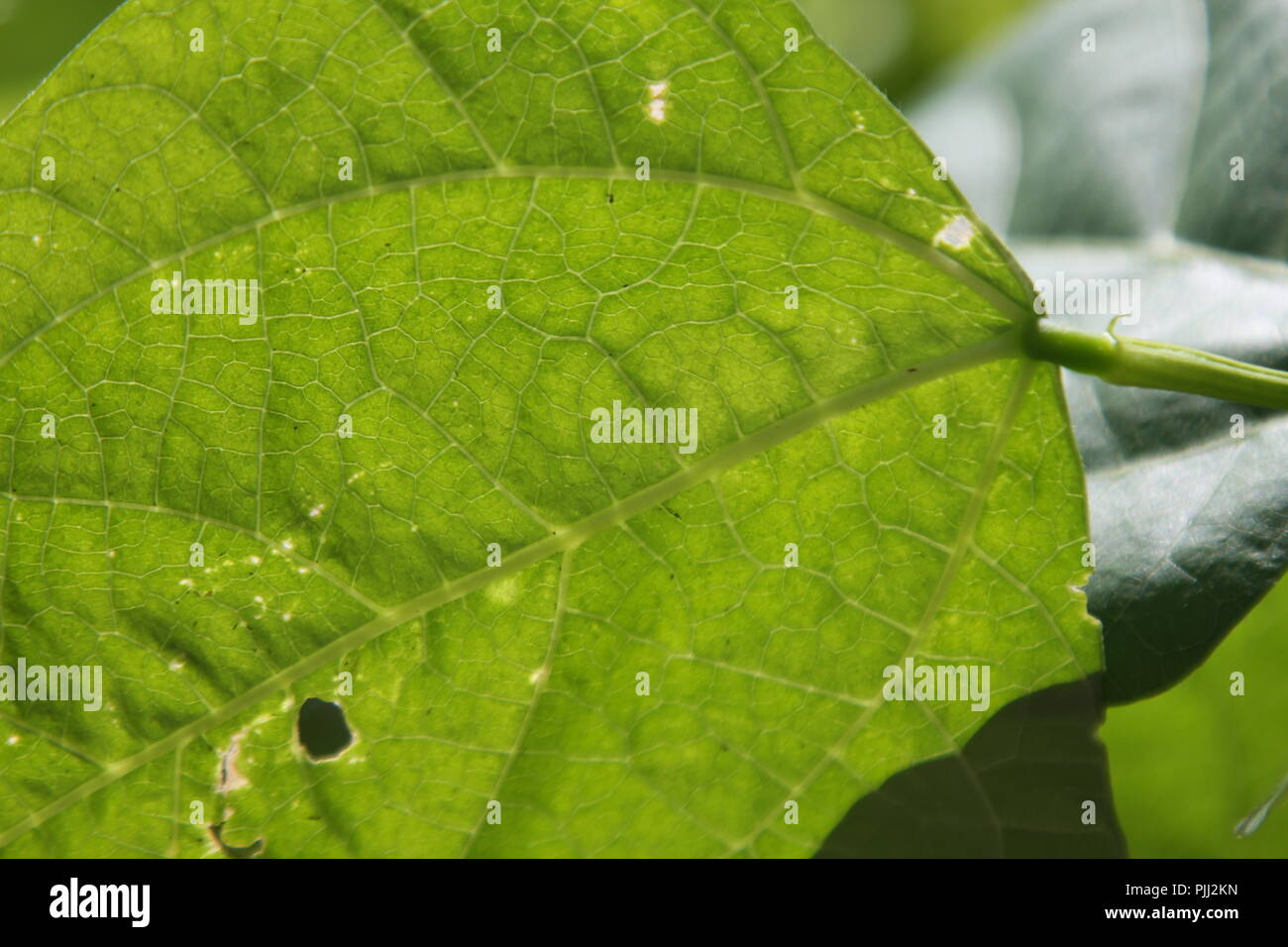 Green leaf  against lhe light with cell structure Stock Photo