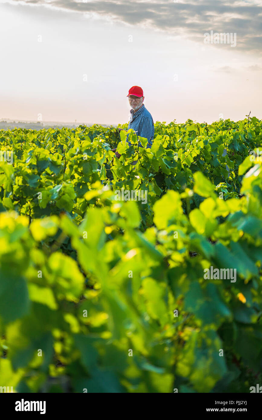 A french winegrower in his vines at sunset Stock Photo