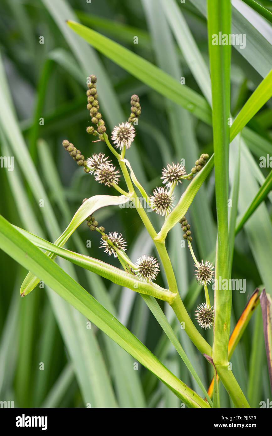 Ley Reed Sparganium Erectum High Resolution Stock Photography and Images - Alamy