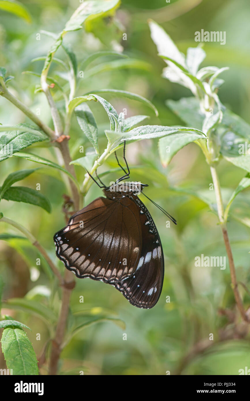Diadem Butterfly (or Great Eggfly) Hypolimnas bolina Stock Photo