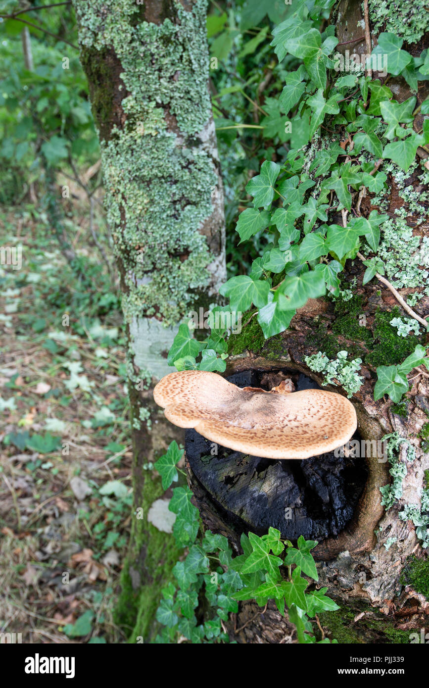Dryad's Saddle fungus: Polyporus squamosus. Devon, UK. Stock Photo