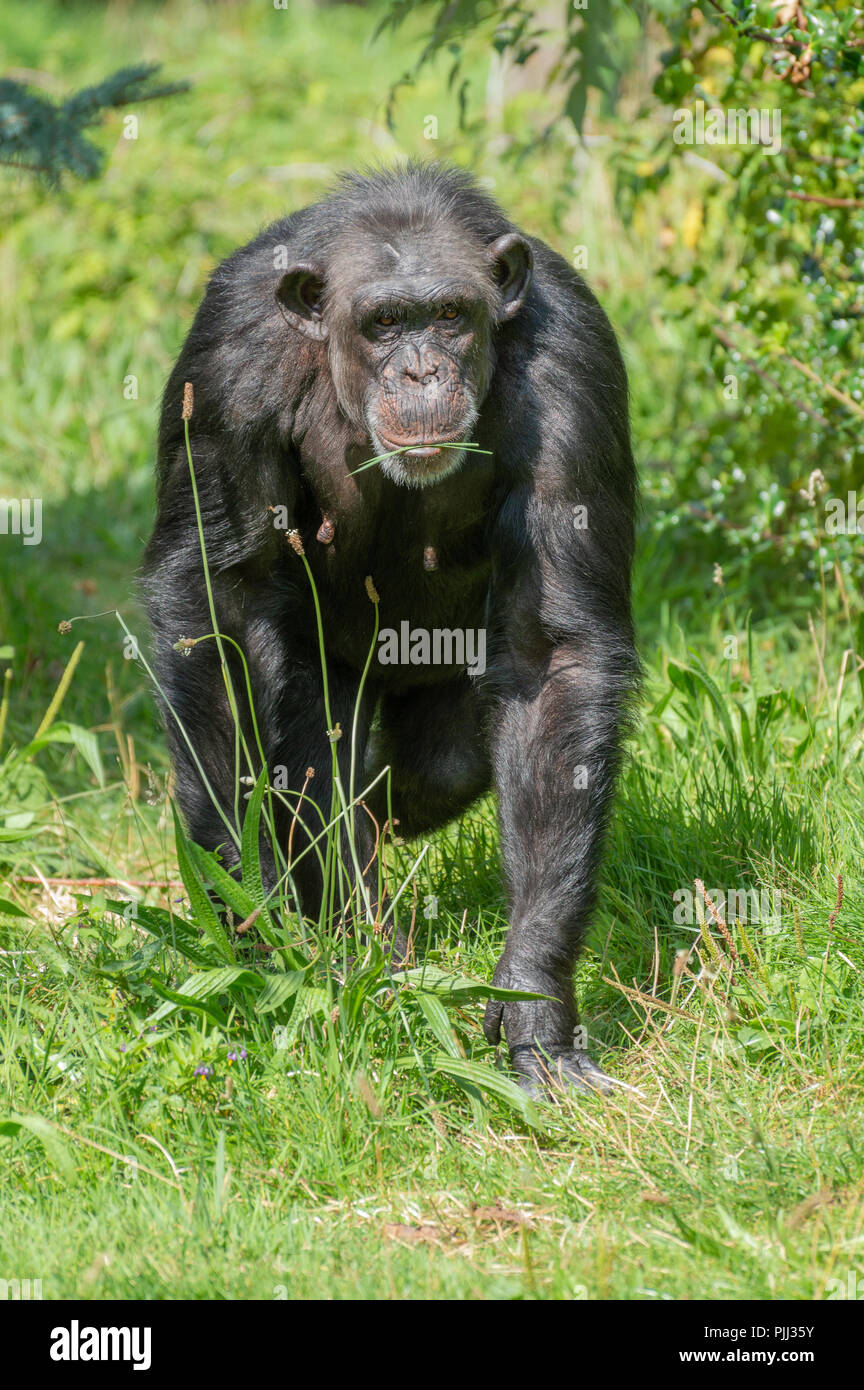 A singled isolated Chimpanzee in an outside enclosure at the zoo. Stock Photo