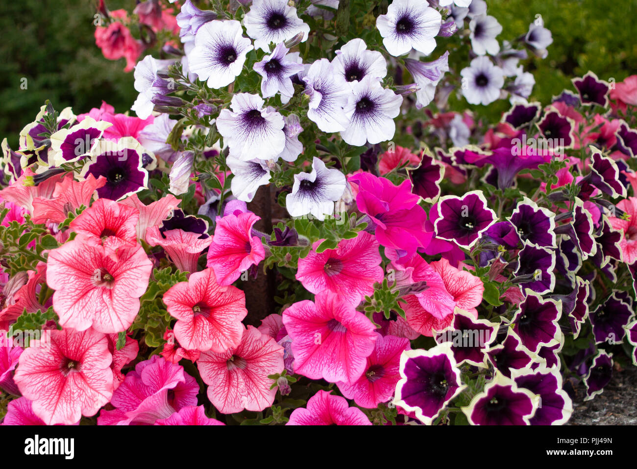 A cascade of colorful pink, red and purple petunia summer