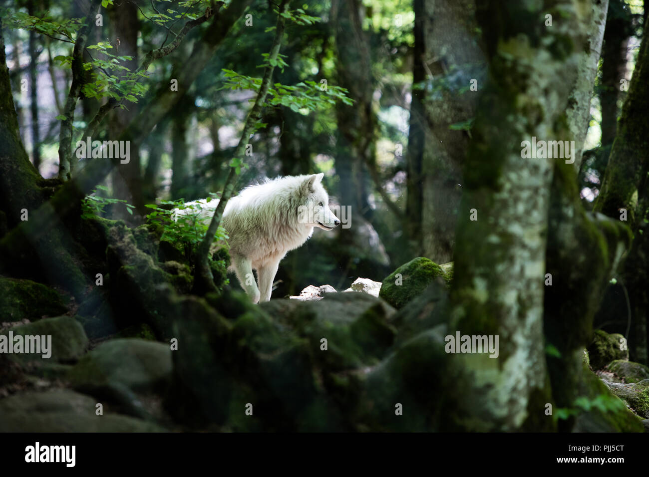 Arctic wolf in captivity at home wolves, Nature Reserve of Orlu, Ariege ...
