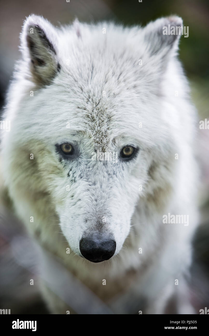Portrait of an Arctic Wolf in captivity at home wolves, Nature Reserve ...