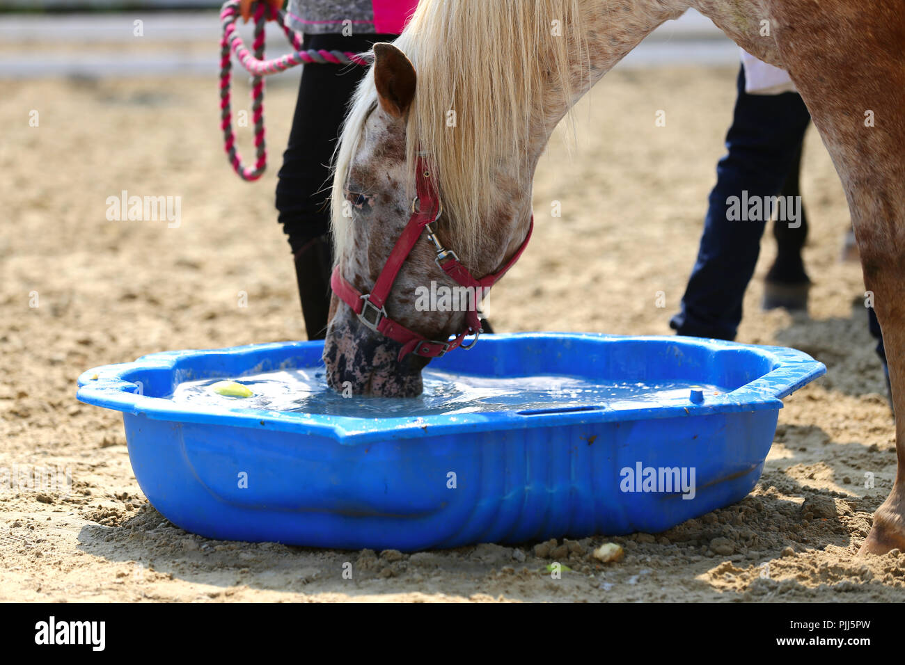 Young saddle horse drinking water from blue colored plastic bucket. Thirst during hot summer day