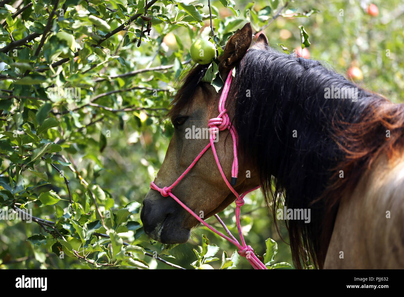 Horse eating apple hires stock photography and images Alamy