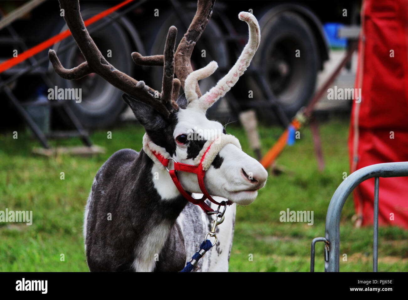 a circus reindeer Rangifer tarandus in a red bridle is tied next to a tent of a wandering circus set on a wasteland Stock Photo