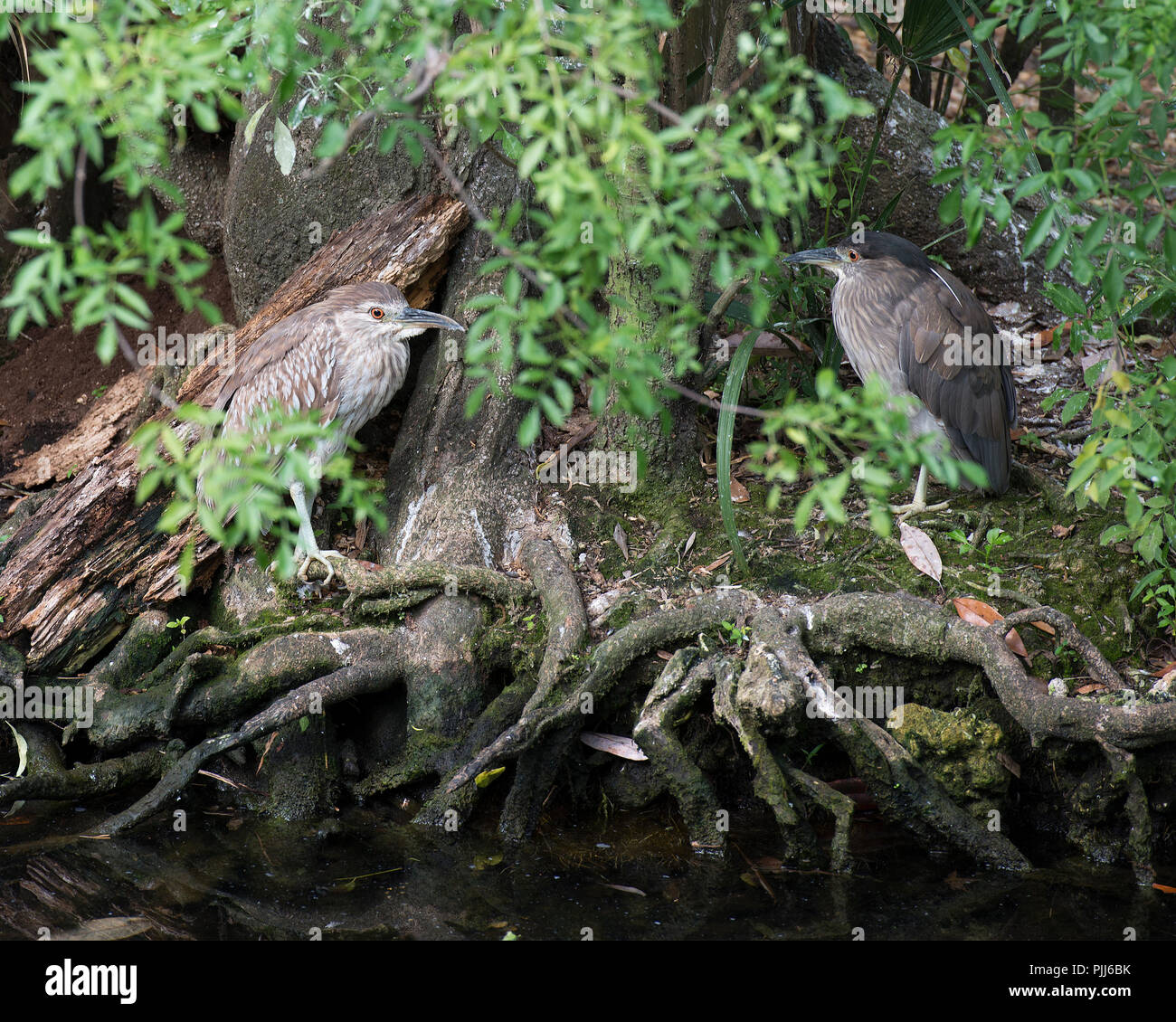 Immature Black-Crowned Night-Heron birds in their environment Stock