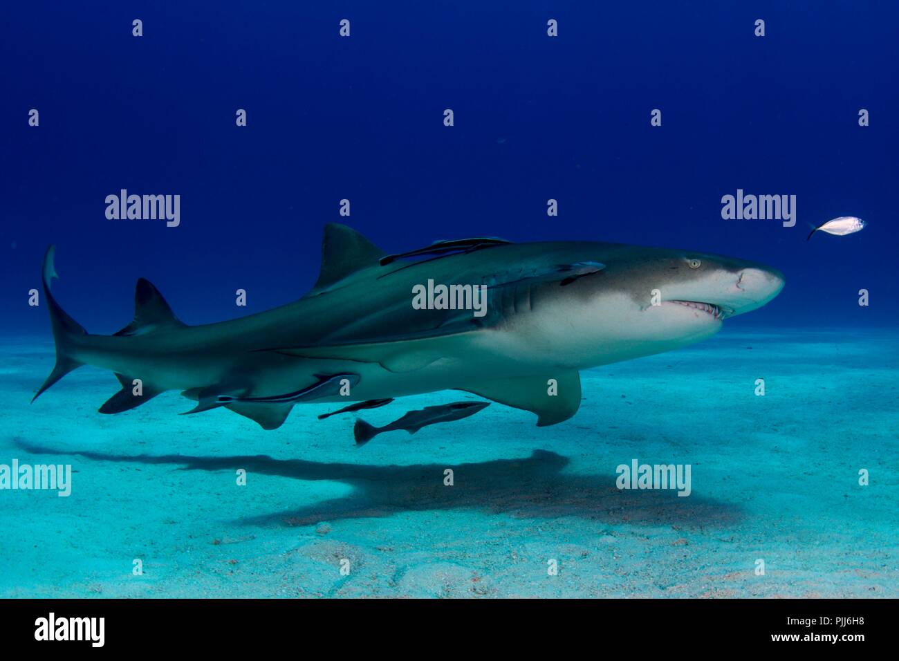Full body portrait, Lemon Shark, in Shark Paradise, Bahamas Stock Photo