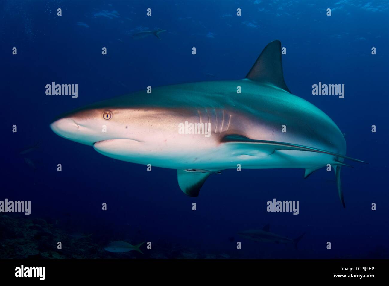 Full body portrait, Grey Reef Shark, Bahamas Stock Photo
