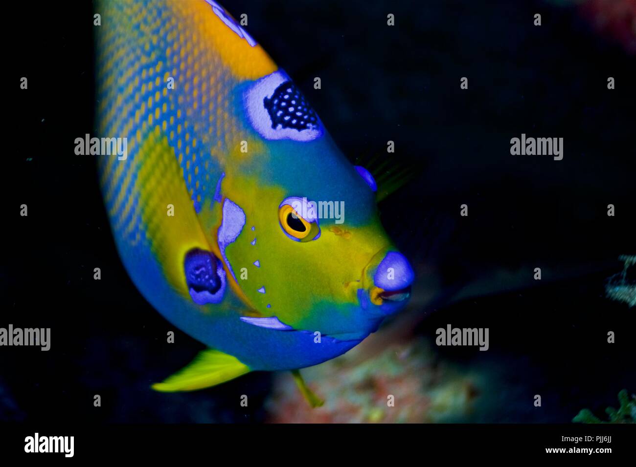 Queen Angelfish (Holacanthus ciliaris) in Bahamas Stock Photo