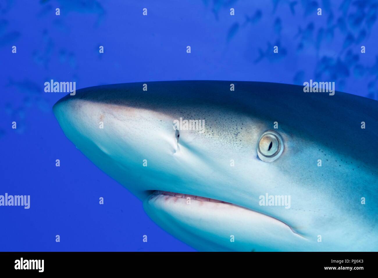 Radical closeup, Grey Reef Shark, in Shark Paradise, Bahamas Stock Photo