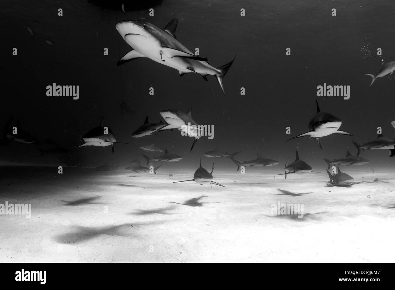 A group of sharks, mostly Grey Reef Sharks, and Lemon Sharks, swimming ...