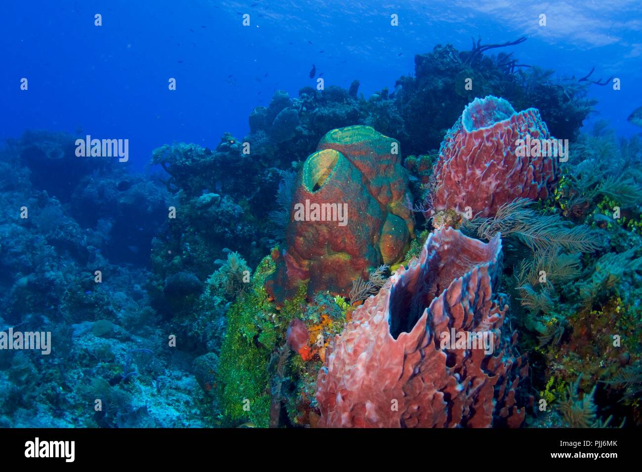 Group of large Tube Sponges in Bahamas, the Caribbean Stock Photo Alamy