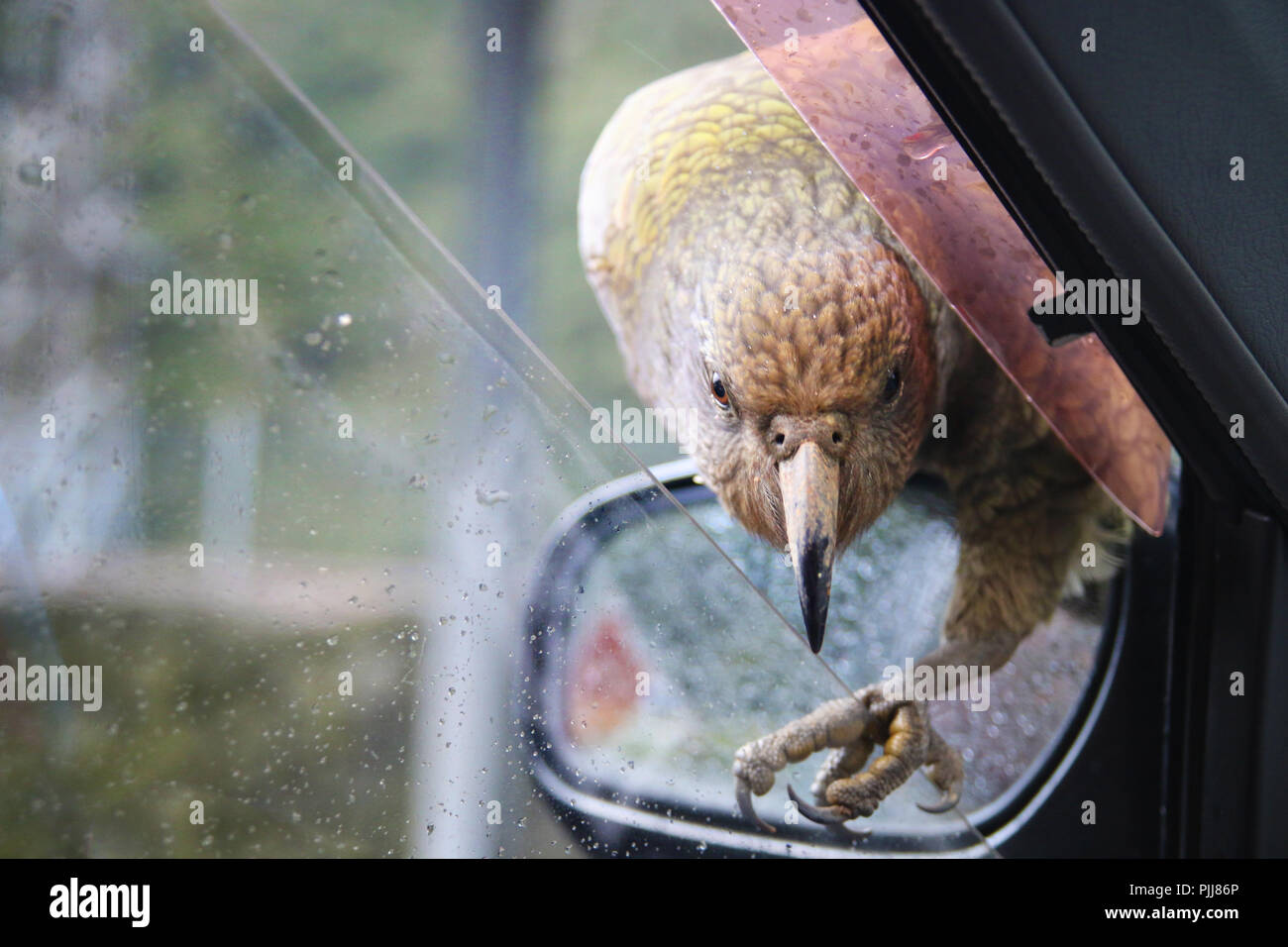 Kea bird the native animal of New Zealand South Island Alps, alpine parrot sitting on car mirror and trying to break in through the window Stock Photo