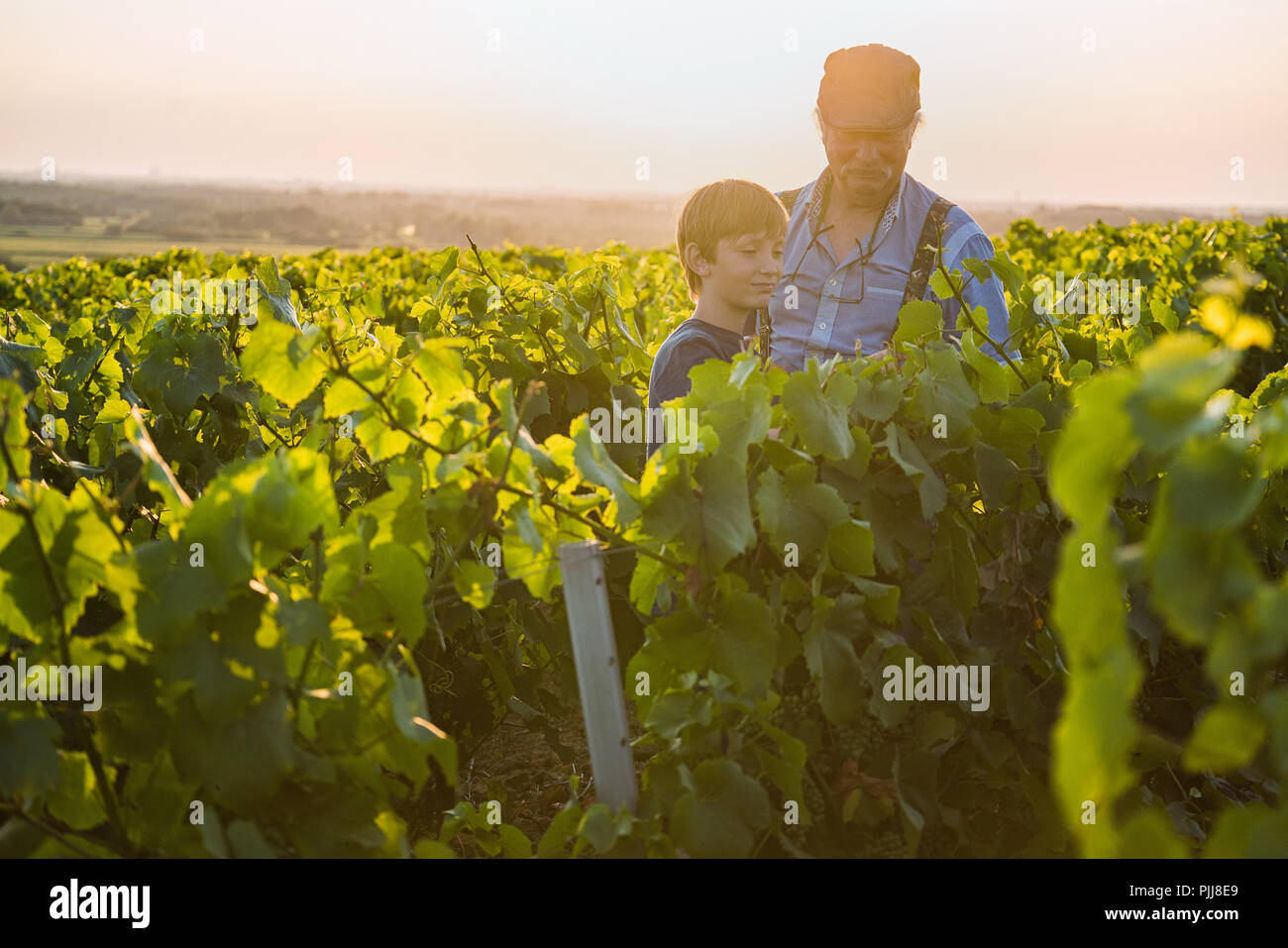 Two generations of winegrowers in their vines at sunset. Stock Photo