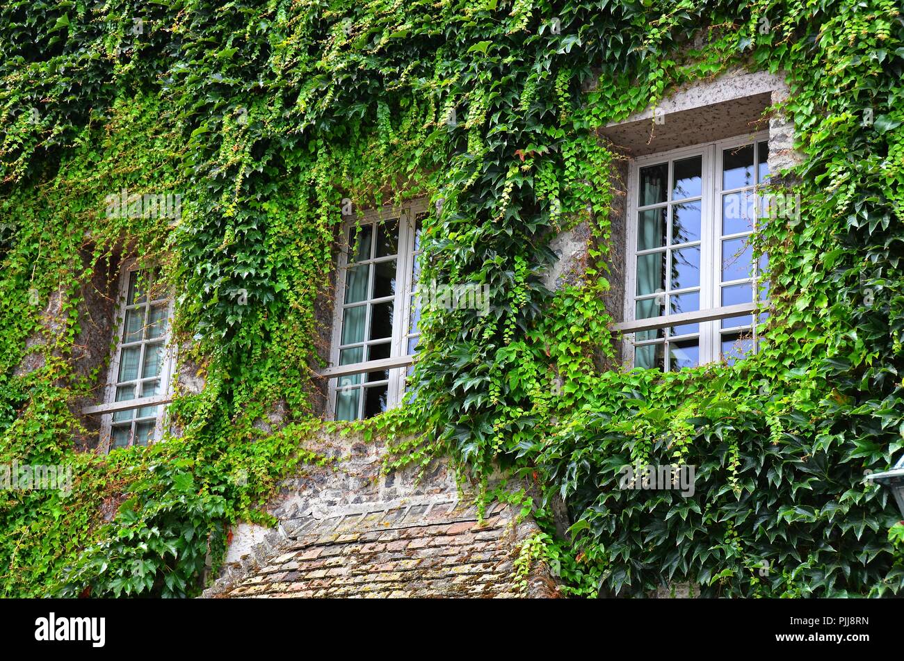 thickly sprawled ivy on the face of a building, framing an overgrowing three windows Stock Photo