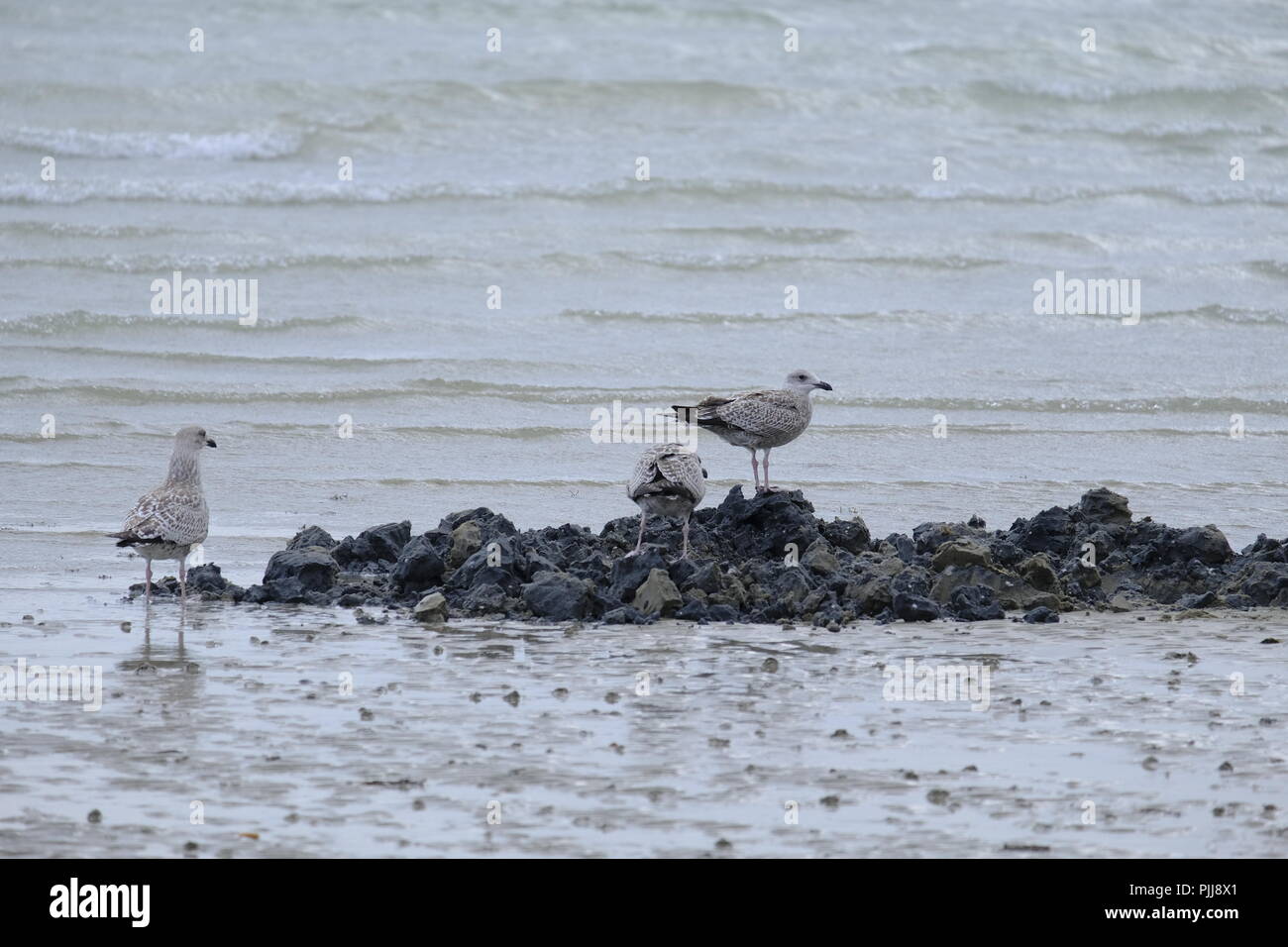 Newly fledged European Herring Gulls foraging for food in freshly dug sand on beach at low tide. East Preston, West Sussex, UK Stock Photo