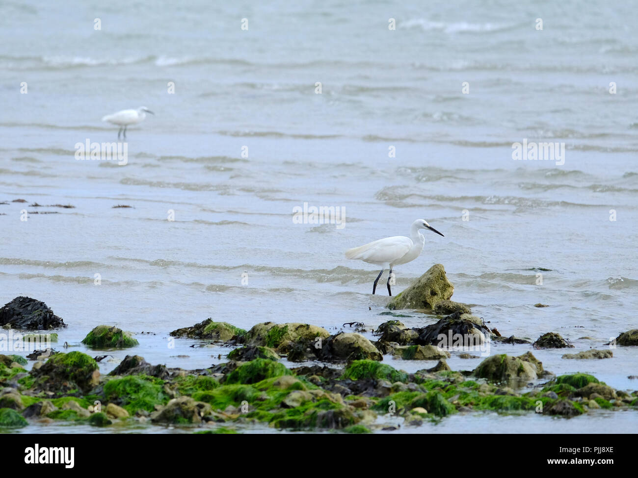 Little Egrets foraging for food at low tide at East Preston Beach, West Sussex, UK Stock Photo