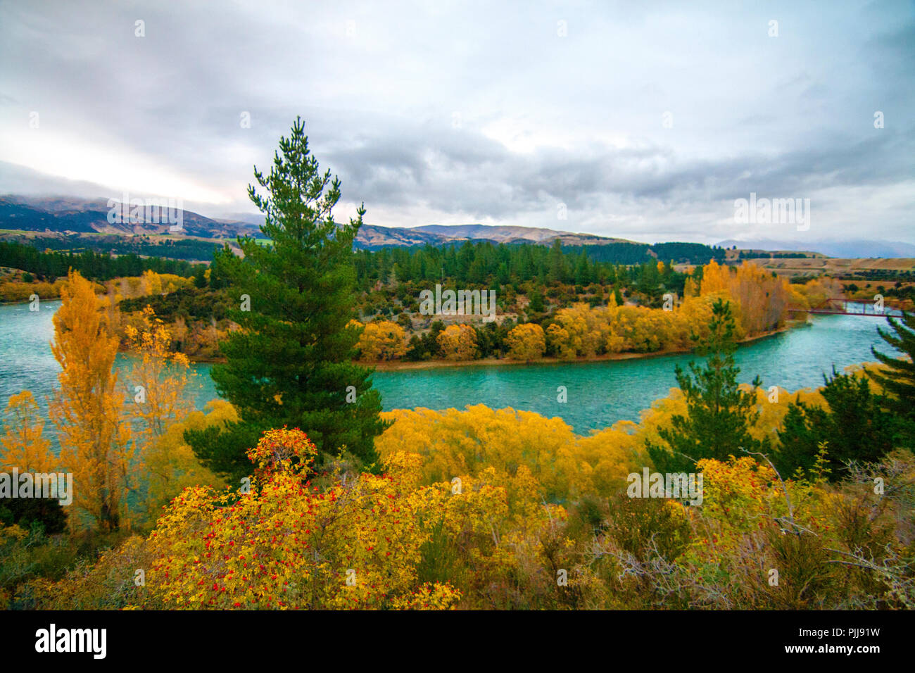 Emerald blue river, Clutha River, near Wanaka, New Zealand, autumn landscape with rose hips fruits, pine trees, river and coloured trees and bushes Stock Photo