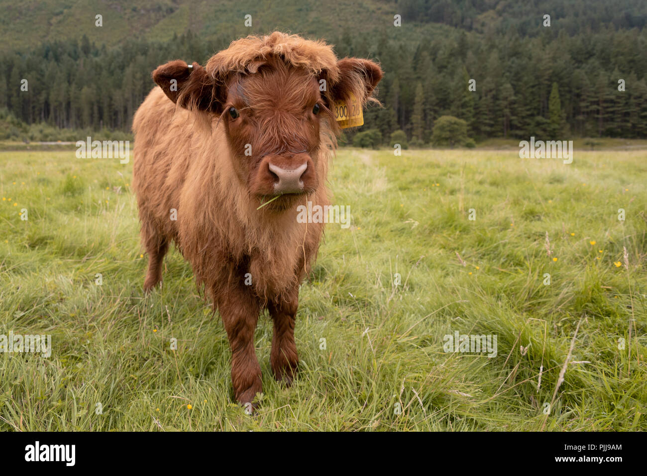 Scottish long coat Highland cattle in Fort William near Ben Nevis, Scotland, UK Stock Photo