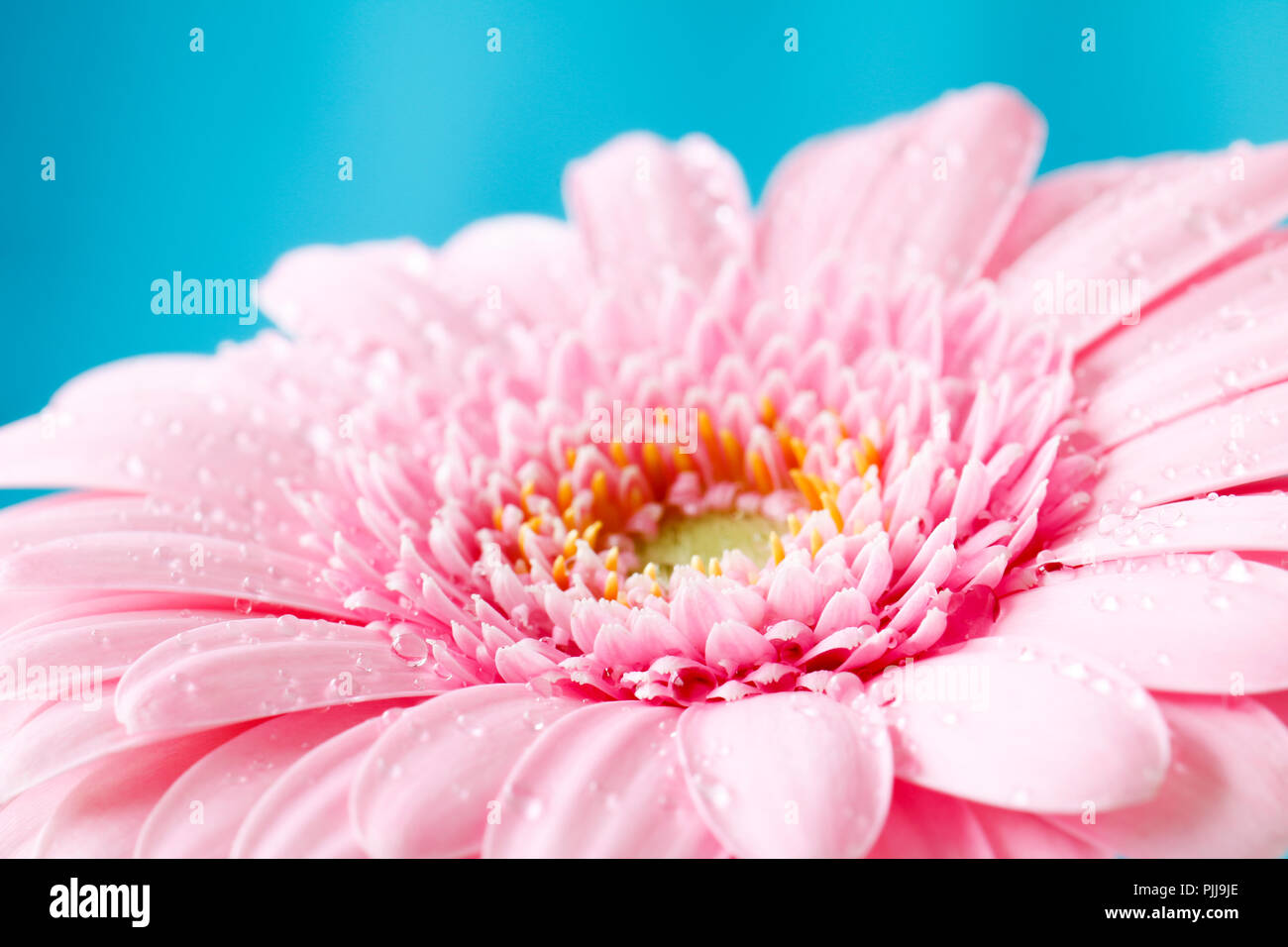 Close up duotone image of single pink gerbera germini fllower covered in water droplets against a blue pastel background Stock Photo