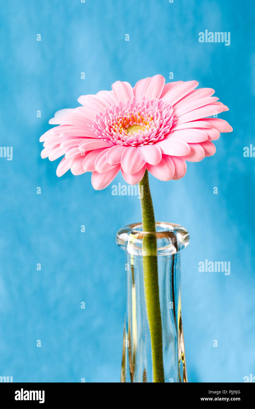 Close up duotone image of single pink gerbera germini fllower against a blue pastel background Stock Photo