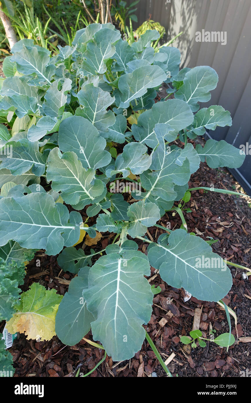 Growing broccoli on   a vegetable patch Stock Photo