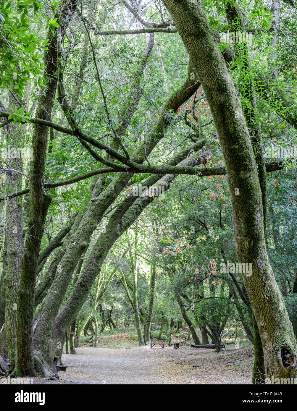 California Bay Laurel Tree Tunnel Stock Photo