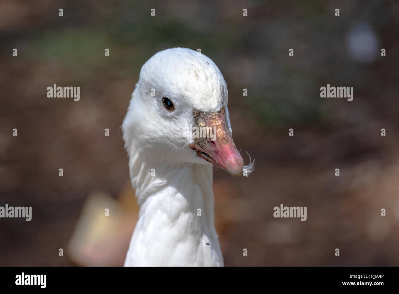 Ross's Goose - Chen rossi Stock Photo